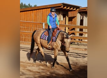 American Quarter Horse, Merrie, 17 Jaar, 154 cm, Buckskin