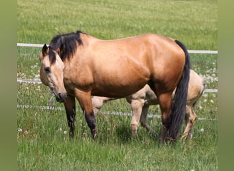 American Quarter Horse, Stute, 17 Jahre, 154 cm, Buckskin