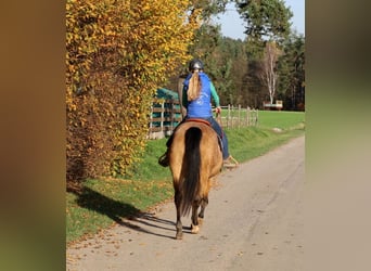 American Quarter Horse, Merrie, 17 Jaar, 154 cm, Buckskin