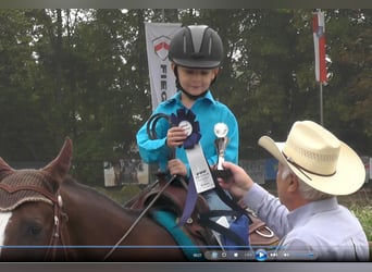 American Quarter Horse, Merrie, 17 Jaar, 155 cm, Donkere-vos