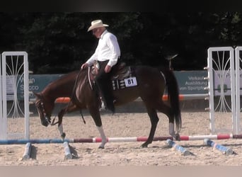 American Quarter Horse, Merrie, 17 Jaar, 155 cm, Donkere-vos