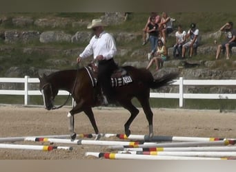 American Quarter Horse, Merrie, 17 Jaar, 155 cm, Donkere-vos