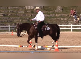 American Quarter Horse, Merrie, 17 Jaar, 155 cm, Donkere-vos