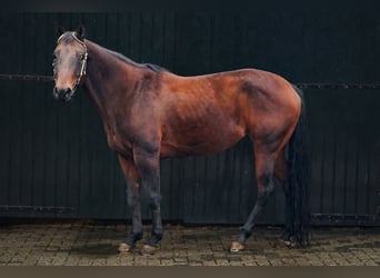 American Quarter Horse, Merrie, 17 Jaar, Brauner