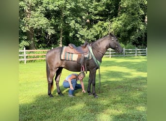 American Quarter Horse, Merrie, 18 Jaar, 142 cm, Bruin