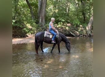 American Quarter Horse, Merrie, 18 Jaar, 142 cm, Bruin