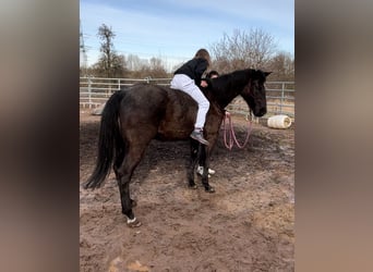 American Quarter Horse, Merrie, 18 Jaar, 145 cm, Blauwschimmel