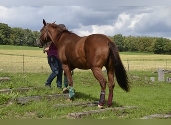 American Quarter Horse, Merrie, 18 Jaar, 145 cm, Vos