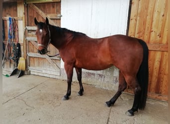 American Quarter Horse, Merrie, 18 Jaar, 147 cm, Donkerbruin