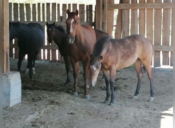 American Quarter Horse, Merrie, 18 Jaar, 149 cm, Vos