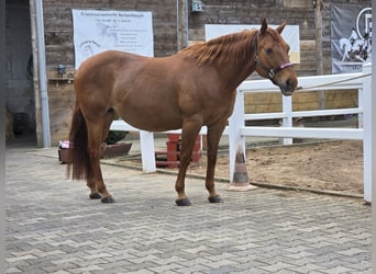 American Quarter Horse, Merrie, 18 Jaar, 150 cm, Donkere-vos