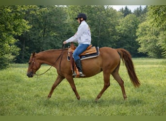 American Quarter Horse, Merrie, 18 Jaar, 150 cm, Vos