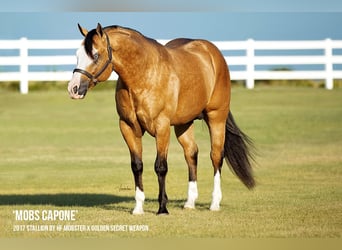 American Quarter Horse, Merrie, 18 Jaar, 152 cm, Buckskin