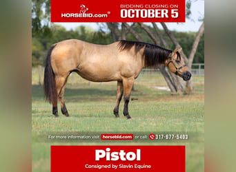 American Quarter Horse, Merrie, 18 Jaar, 152 cm, Buckskin