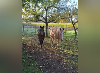 American Quarter Horse, Merrie, 18 Jaar, 152 cm, Palomino