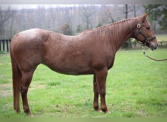 American Quarter Horse, Merrie, 18 Jaar, 152 cm, Roan-Red