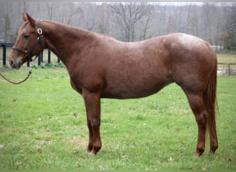 American Quarter Horse, Merrie, 18 Jaar, 152 cm, Roan-Red