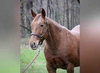 American Quarter Horse, Merrie, 18 Jaar, 152 cm, Roan-Red