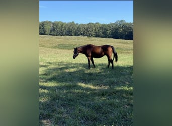 American Quarter Horse Mix, Merrie, 18 Jaar, 152 cm, Roodbruin