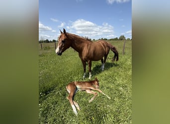 American Quarter Horse, Merrie, 18 Jaar, 152 cm, Vos