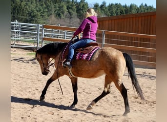 American Quarter Horse, Merrie, 18 Jaar, 154 cm, Buckskin