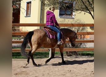 American Quarter Horse, Merrie, 18 Jaar, 154 cm, Buckskin