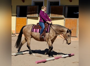 American Quarter Horse, Merrie, 18 Jaar, 154 cm, Buckskin