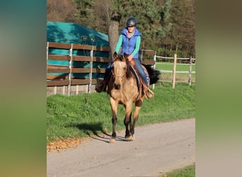 American Quarter Horse, Merrie, 18 Jaar, 154 cm, Buckskin