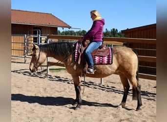 American Quarter Horse, Merrie, 18 Jaar, 154 cm, Buckskin