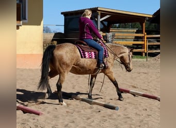 American Quarter Horse, Merrie, 18 Jaar, 154 cm, Buckskin