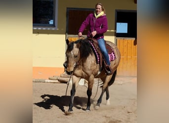 American Quarter Horse, Merrie, 18 Jaar, 154 cm, Buckskin