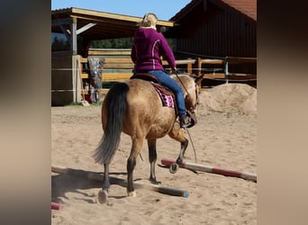 American Quarter Horse, Merrie, 18 Jaar, 154 cm, Buckskin