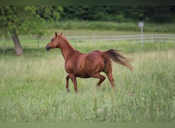 American Quarter Horse, Merrie, 18 Jaar, 154 cm, Vos