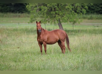 American Quarter Horse, Merrie, 18 Jaar, 154 cm, Vos
