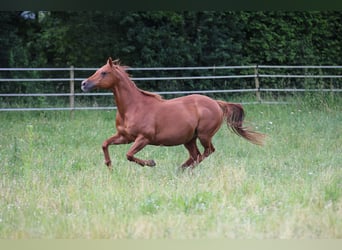 American Quarter Horse, Merrie, 18 Jaar, 154 cm, Vos