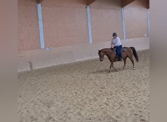American Quarter Horse, Merrie, 18 Jaar, Donkere-vos