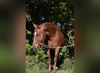 American Quarter Horse, Merrie, 18 Jaar, Donkere-vos