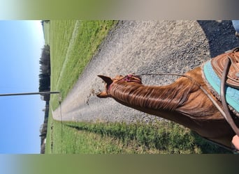 American Quarter Horse, Merrie, 18 Jaar, Donkere-vos