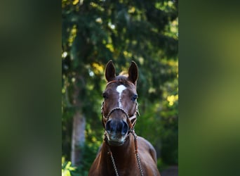 American Quarter Horse, Merrie, 18 Jaar, Donkere-vos