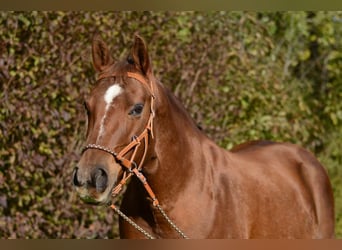 American Quarter Horse, Merrie, 18 Jaar, Donkere-vos