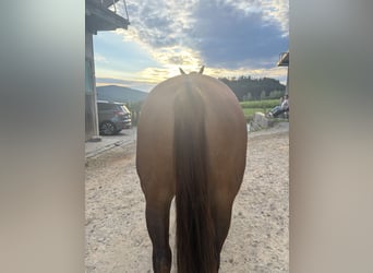 American Quarter Horse, Merrie, 18 Jaar, Roodvos