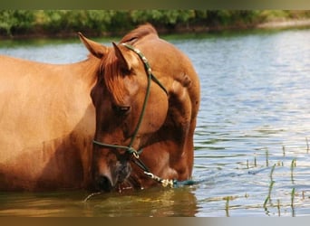 American Quarter Horse, Merrie, 18 Jaar, Roodvos