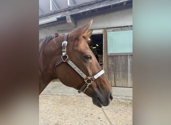 American Quarter Horse, Merrie, 18 Jaar, Roodvos