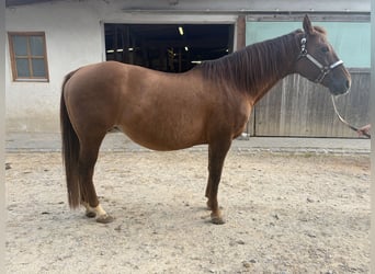 American Quarter Horse, Merrie, 18 Jaar, Roodvos