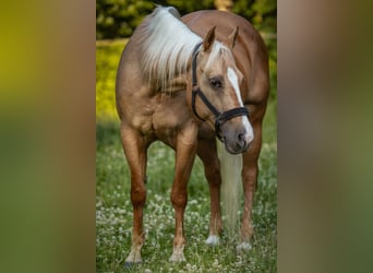American Quarter Horse, Merrie, 19 Jaar, 147 cm, Palomino
