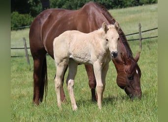 American Quarter Horse, Merrie, 19 Jaar, 150 cm, Donkere-vos