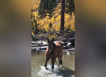 American Quarter Horse, Merrie, 19 Jaar, 152 cm, Buckskin