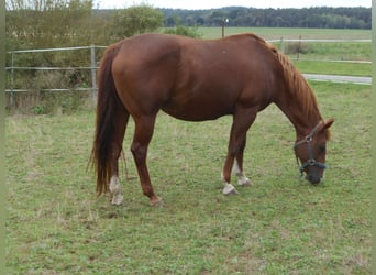 American Quarter Horse, Merrie, 19 Jaar, 155 cm, Vos