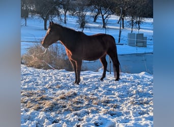American Quarter Horse, Merrie, 19 Jaar