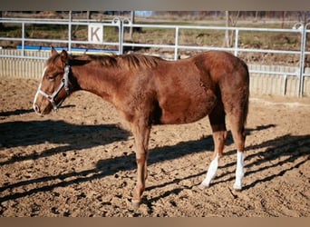 American Quarter Horse, Merrie, 1 Jaar, 122 cm, Vos